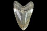 Serrated, Fossil Megalodon Tooth - Georgia #104978-2